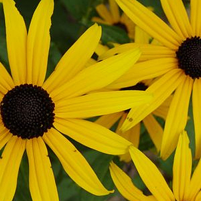 Rudbeckia f. 'Viette's Little Suzy'