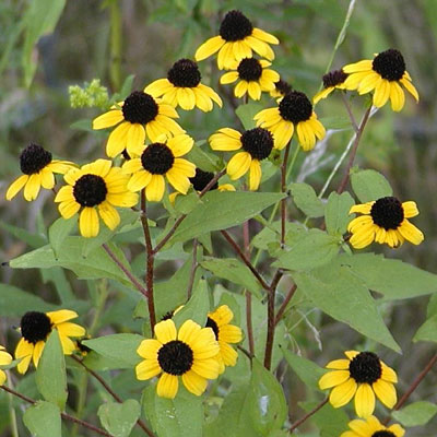 Rudbeckia triloba