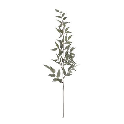 Italian Ruscus Leaf Spray - Green