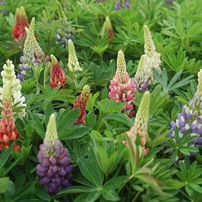 Lupinus 'Russell Hybrids Mix'