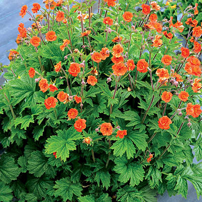Geum x 'Rustico Orange'