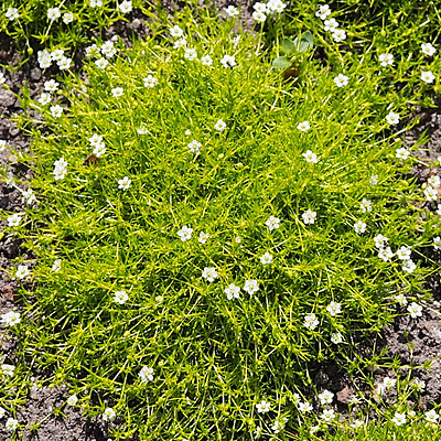 Sagina subulata 'Aurea'