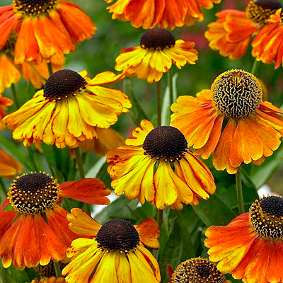 Helenium a. 'Sahin's Early Flowerer'