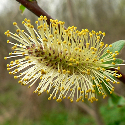 Salix caprea