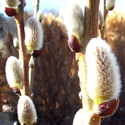 Salix discolor