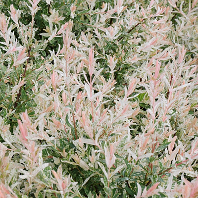 Salix in. 'Flamingo'