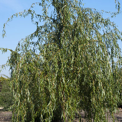 Salix mat. 'Golden Curls'