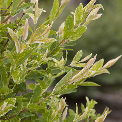 Salix in. 'Hakuro Nishiki'