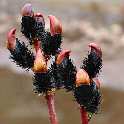 Salix melanostachys