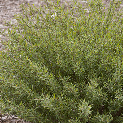 Salix purpurea 'Nana'