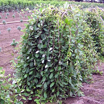 Salix caprea 'Pendula'