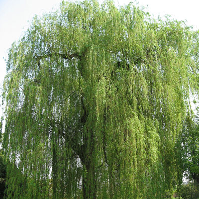 Salix alba 'Tristis'