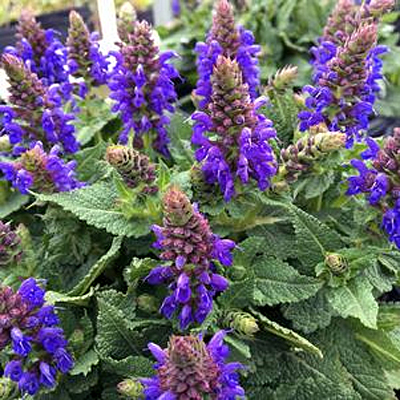 Salvia n. 'Sallyrosa April Night'