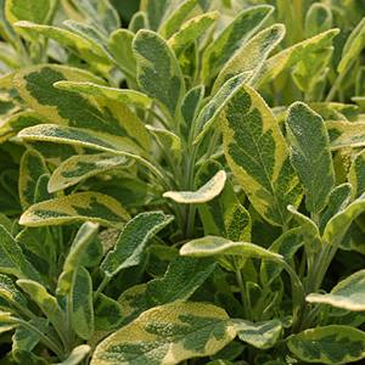 Salvia o. 'Aurea'