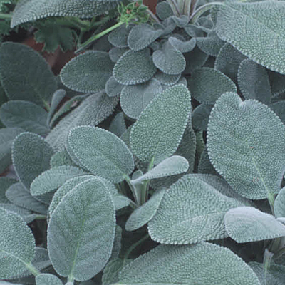 Salvia officinalis 'Berggarten'