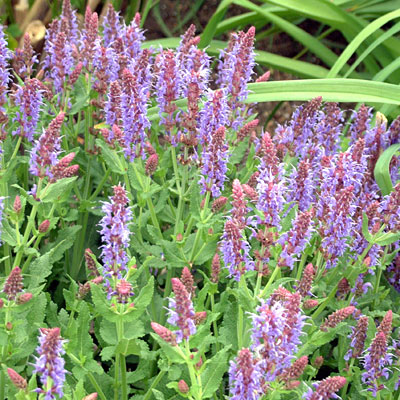 Salvia n. 'Blue Hill'