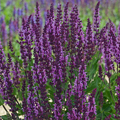 Salvia n. 'Bumbleberry'