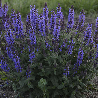 Salvia n. 'Bumbleblue'