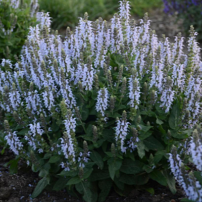 Salvia x 'Bumblesky'