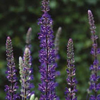 Salvia n. 'Caramia'