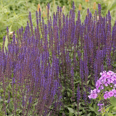 Salvia n. 'Carradonna'