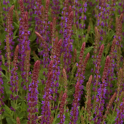 Salvia n. 'East Friesland'
