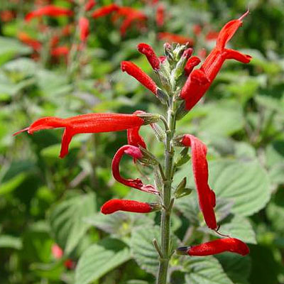 Salvia elegans