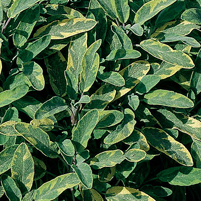 Salvia officinalis 'Icterina'