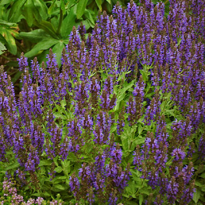 Salvia n. 'Marcus'