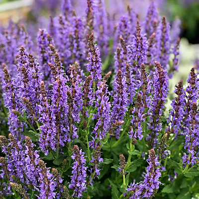 Salvia n. 'May Night'