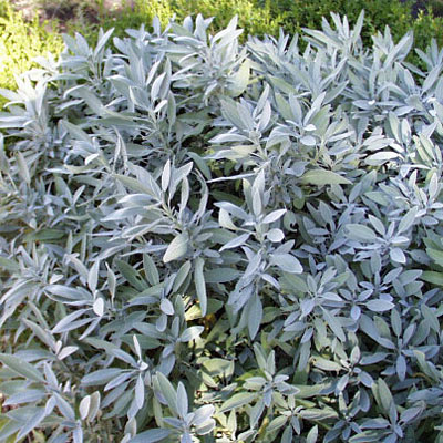 Salvia officinalis