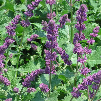 Salvia v. 'Purple Rain'