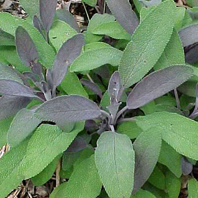 Salvia officinalis 'Purpurascens'