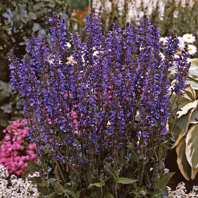 Salvia p. 'Rhapsody in Blue'