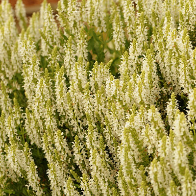Salvia n. 'Snow Hill'