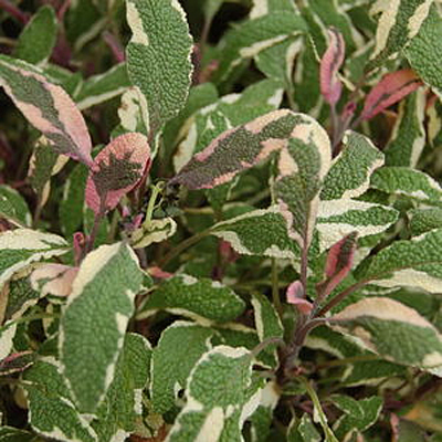 Salvia officinalis 'Tricolor'