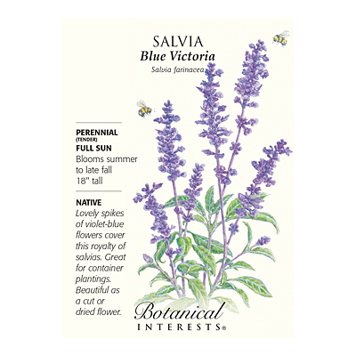 Seeds - BI Salvia Blue Victoria