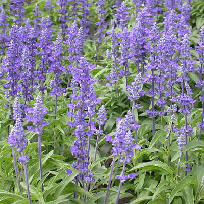 Salvia farinacea 'Victoria Blue'