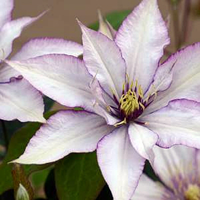 Clematis 'Samaritan Jo'