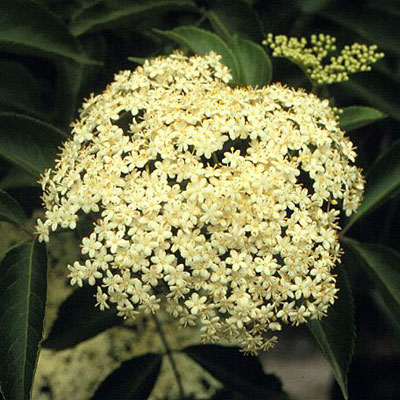 Sambucus c. 'Adams'