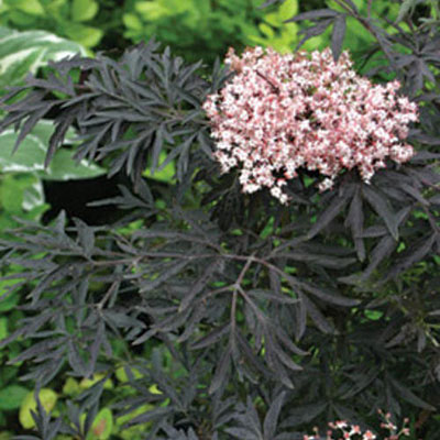 Sambucus n. 'Black Lace'