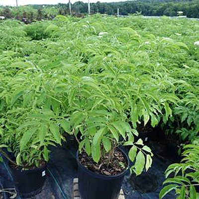 Sambucus c. 'York'
