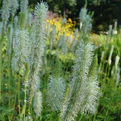 Sanguisorba canadensis