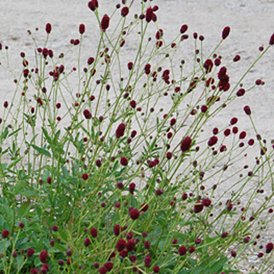 Sanguisorba officinalis 'Tanna'