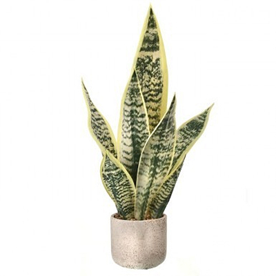 Sanseveria Plant, Potted Faux