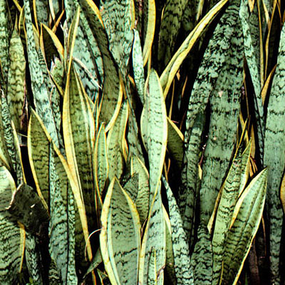 Sansevieria