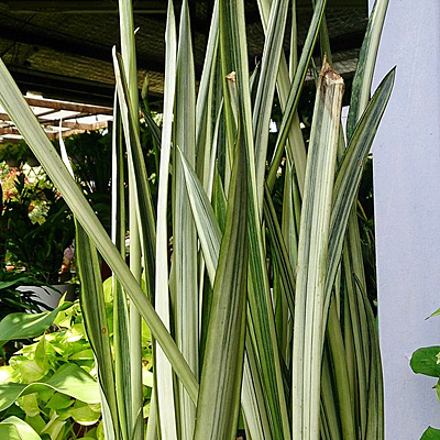 Sansevieria t. 'Bantel'