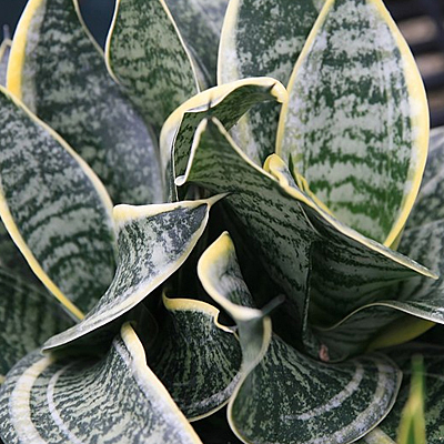 Sansevieria 'Hahnii'