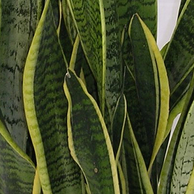 Sansevieria t. 'Laurentii'