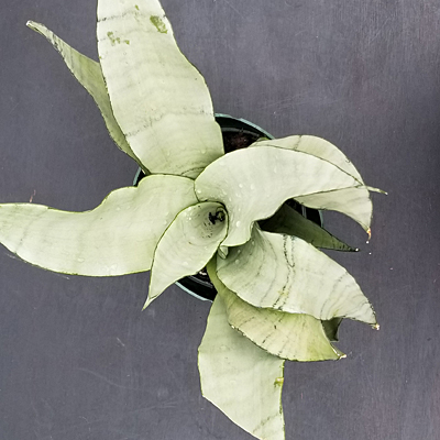 Sansevieria t. 'Moonshine'